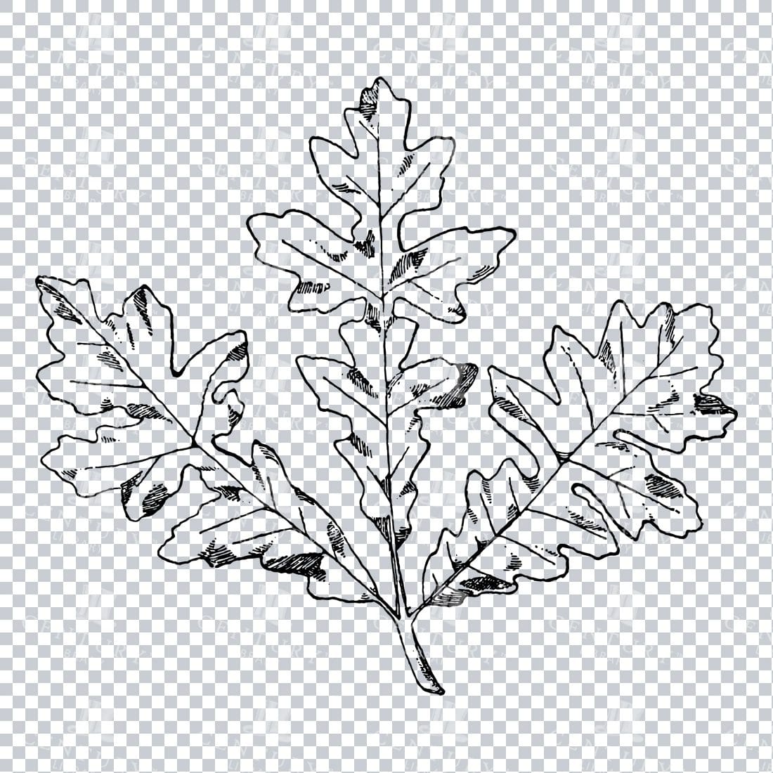 Vintage Decorative Line Art Illustration - Floral - Border - Frame - Pattern No.172
