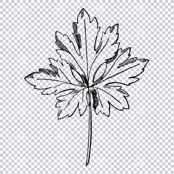 Vintage Decorative Line Art Illustration - Floral - Border - Frame - Pattern No.175