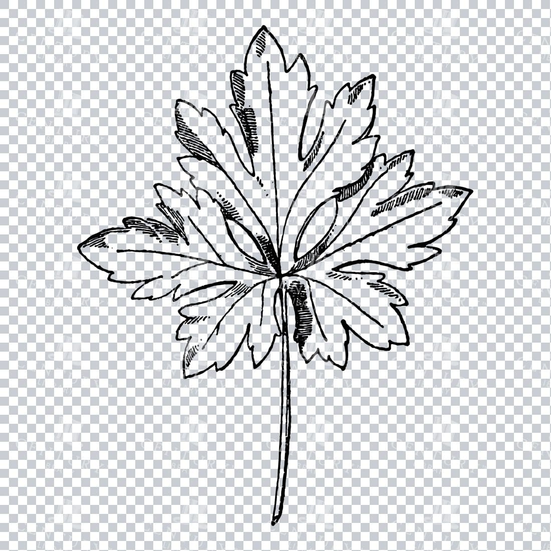 Vintage Decorative Line Art Illustration - Floral - Border - Frame - Pattern No.175