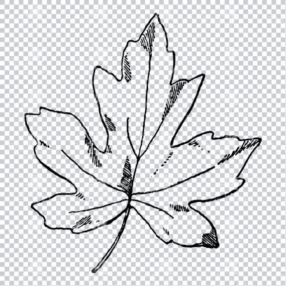 Vintage Decorative Line Art Illustration - Floral - Border - Frame - Pattern No.178