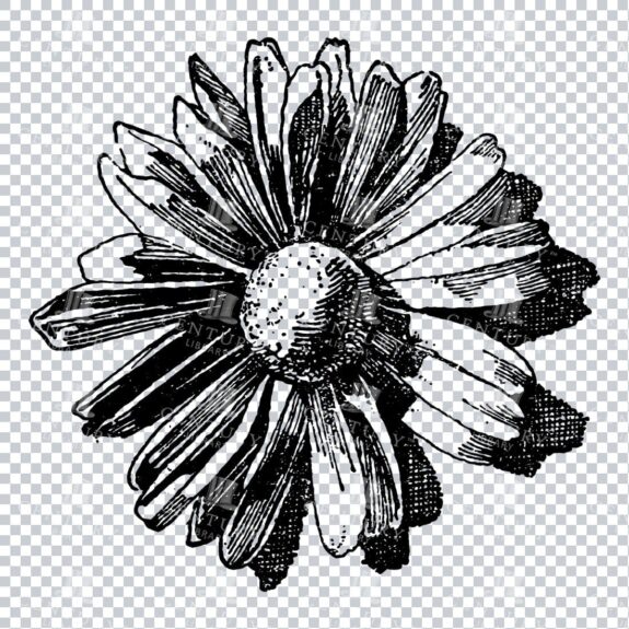 Vintage Decorative Line Art Illustration - Floral - Border - Frame - Pattern No.181