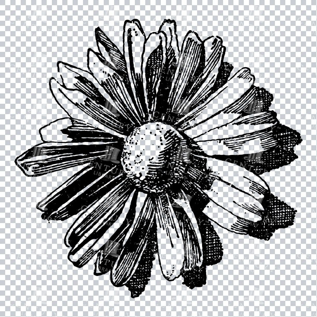Vintage Decorative Line Art Illustration - Floral - Border - Frame - Pattern No.181