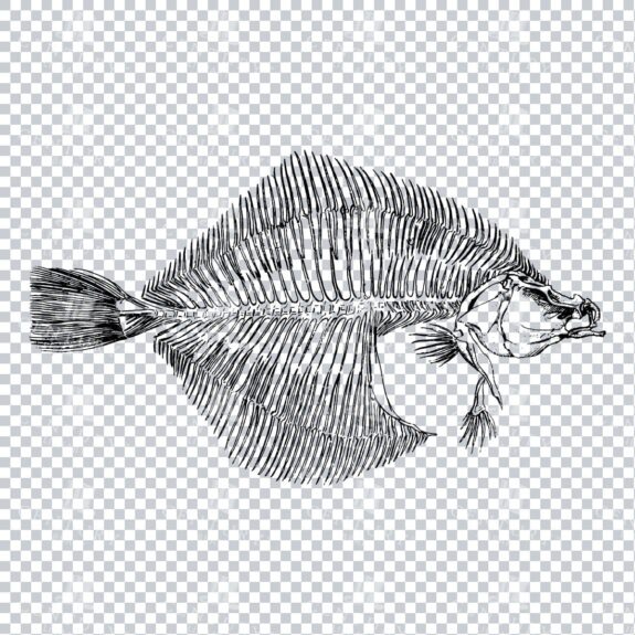 Vintage Skeleton Illustration of a Flat Fish