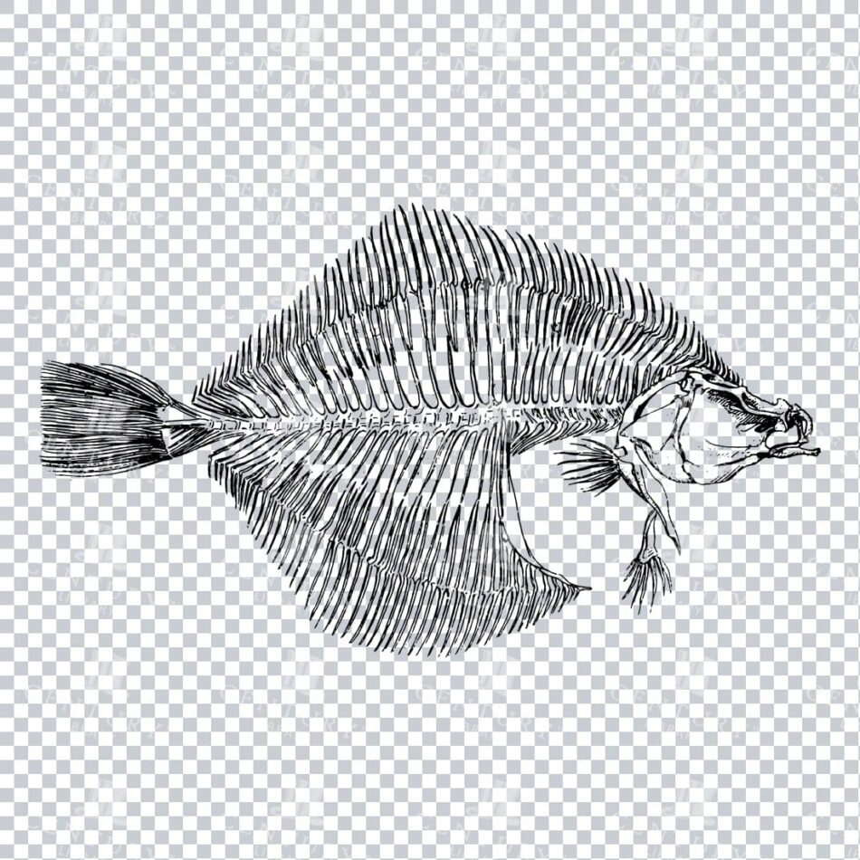 Vintage Skeleton Illustration of a Flat Fish