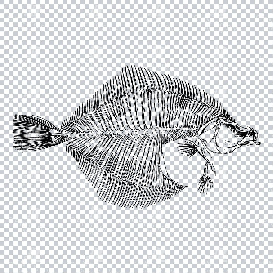 Vintage Skeleton Illustration of a Flat Fish