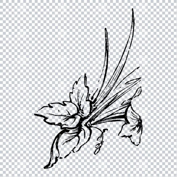 Vintage Decorative Line Art Illustration - Floral - Border - Frame - Pattern No.197