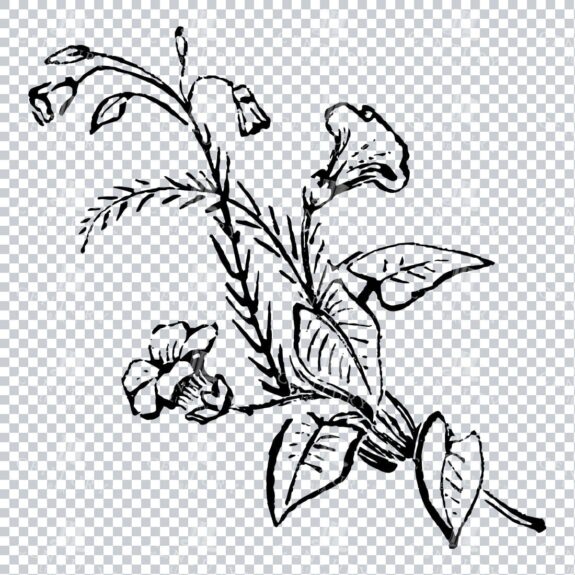 Vintage Decorative Line Art Illustration - Floral - Border - Frame - Pattern No.198