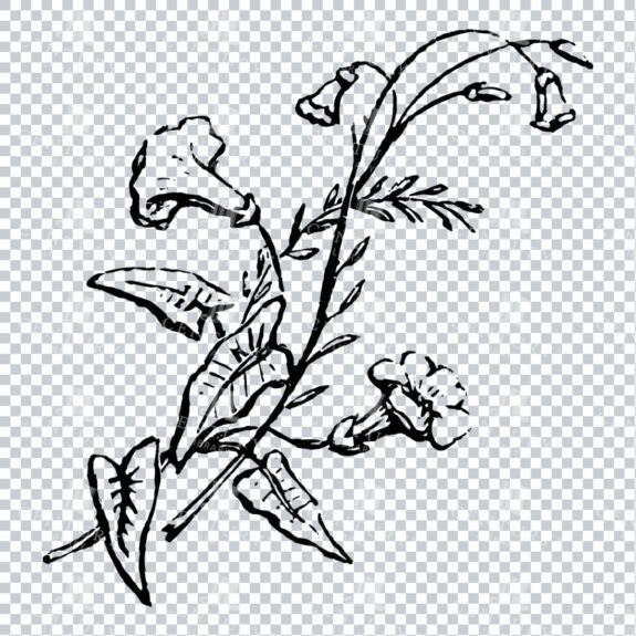Vintage Decorative Line Art Illustration - Floral - Border - Frame - Pattern No.204