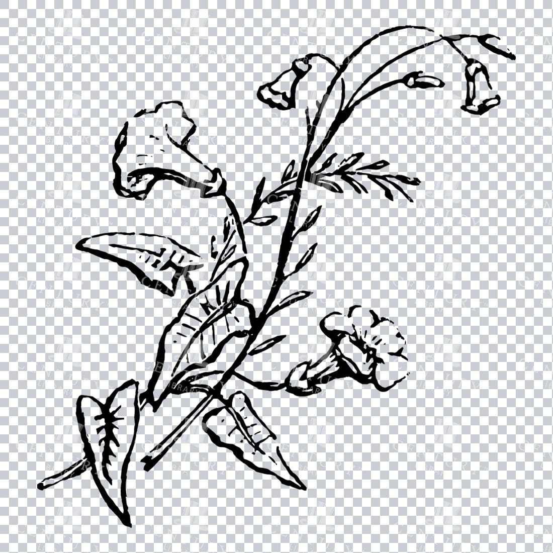 Vintage Decorative Line Art Illustration - Floral - Border - Frame - Pattern No.204