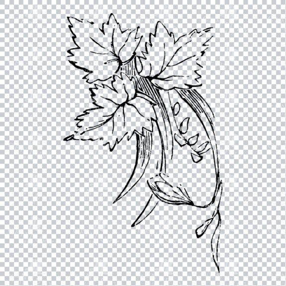 Vintage Decorative Line Art Illustration - Floral - Border - Frame - Pattern No.219