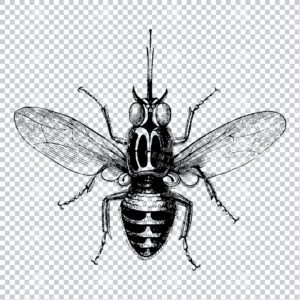 Vintage Clipart Illustration of a Fly No.1