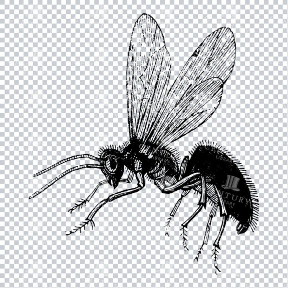 Vintage Clipart Illustration of a Fly No.2