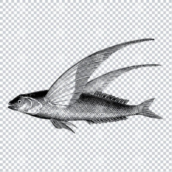 Vintage Clipart Illustration of a Flying Fish No.1