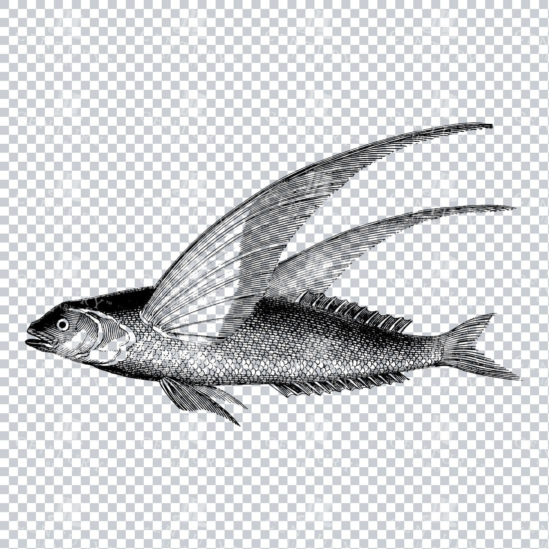 Vintage Clipart Illustration of a Flying Fish No.1