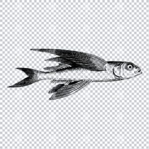 Vintage Clipart Illustration of a Flying Fish No.2