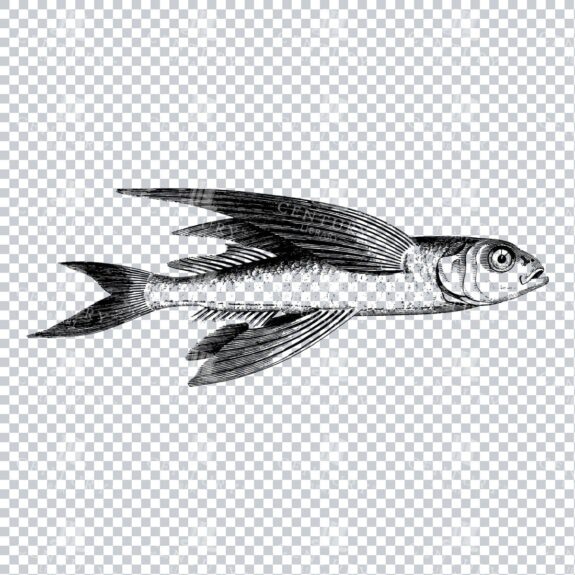 Vintage Clipart Illustration of a Flying Fish No.2