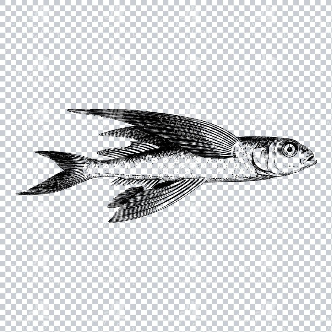 Vintage Clipart Illustration of a Flying Fish No.2