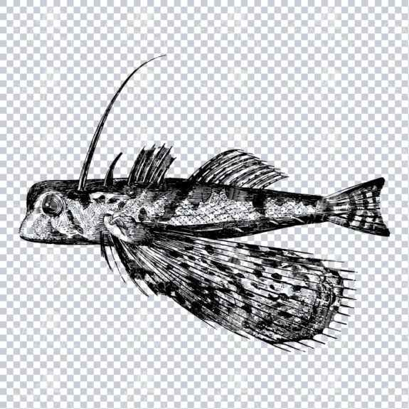 Vintage Clipart Illustration of a Flying Gurnard Fish