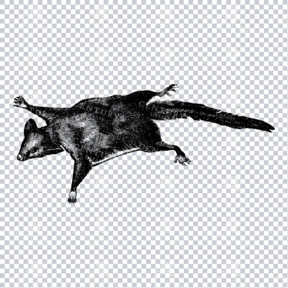 Vintage Clipart Illustration of a Flying Squirrel No.1