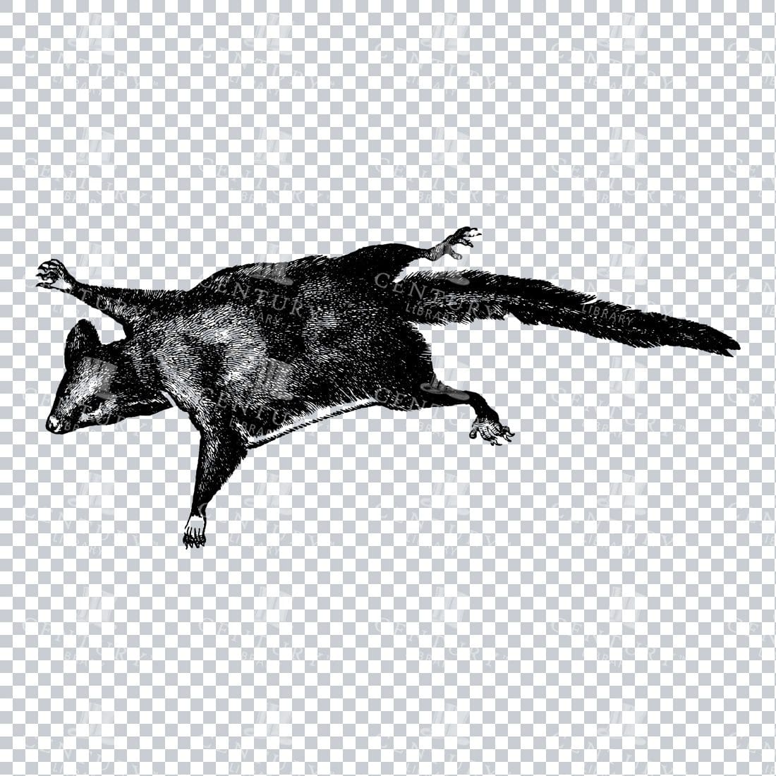 Vintage Clipart Illustration of a Flying Squirrel No.1