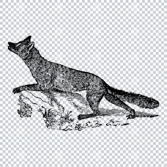 Vintage Illustration of a Walking Fox