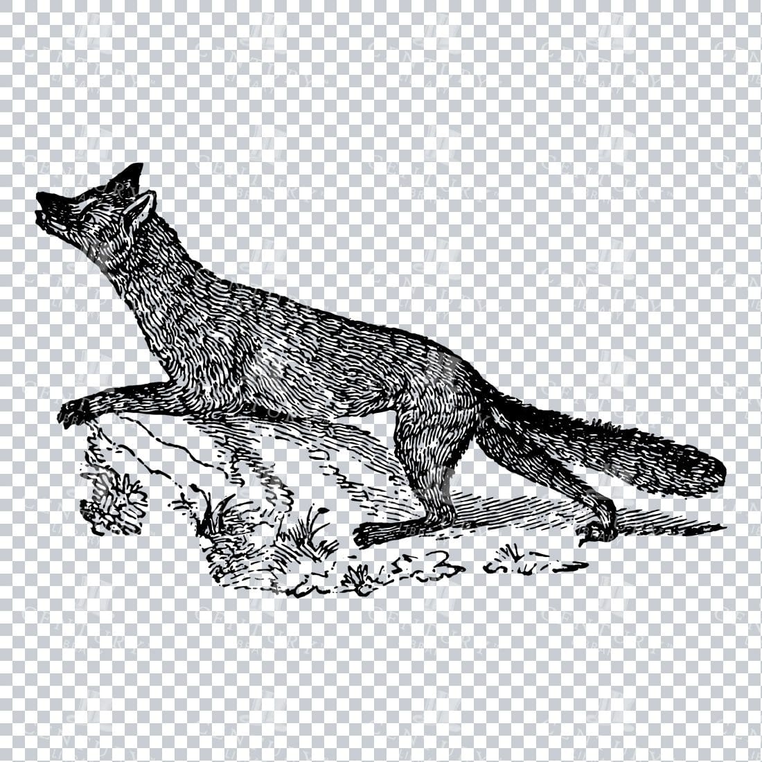 Vintage Illustration of a Walking Fox