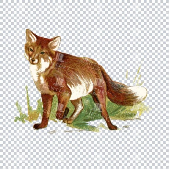 Full Color Vintage Illustration of a Fox
