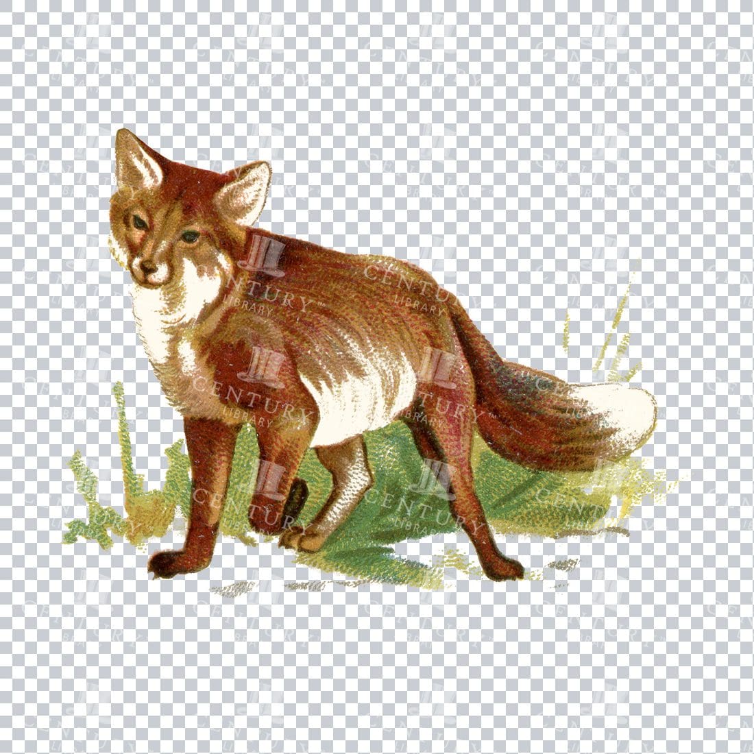 Full Color Vintage Illustration of a Fox