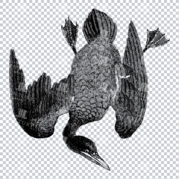 Vintage Illustration of a Gannet Bird - Wild Animal