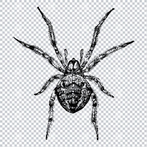 Old Clipart Illustration of a Garden Spider - Arachnid