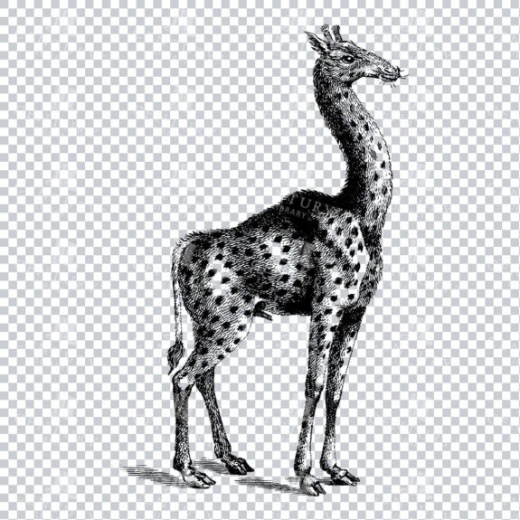 Vintage Black and White Line Art Illustration of a Giraffe