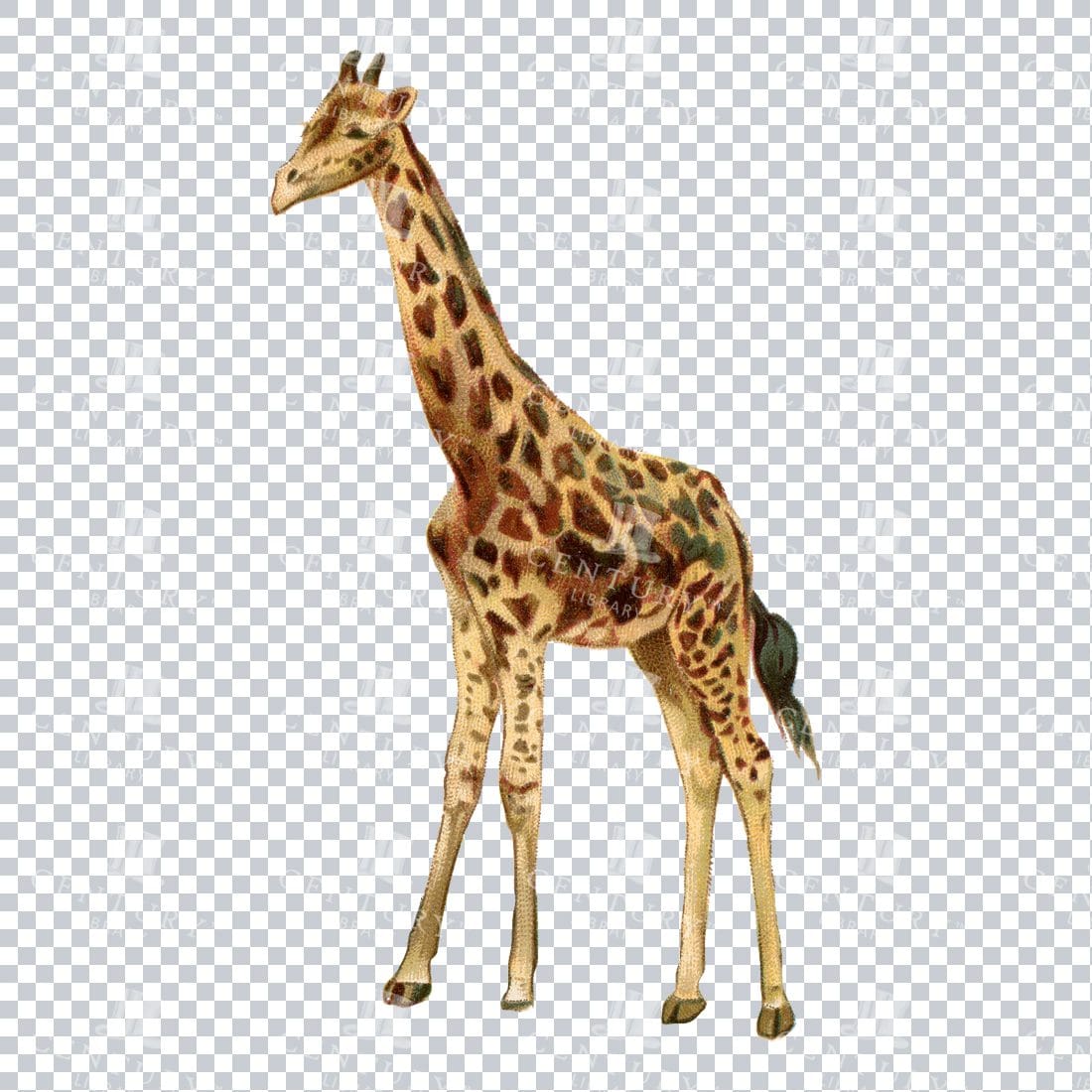 Vintage Full Color Drawing of a Giraffe