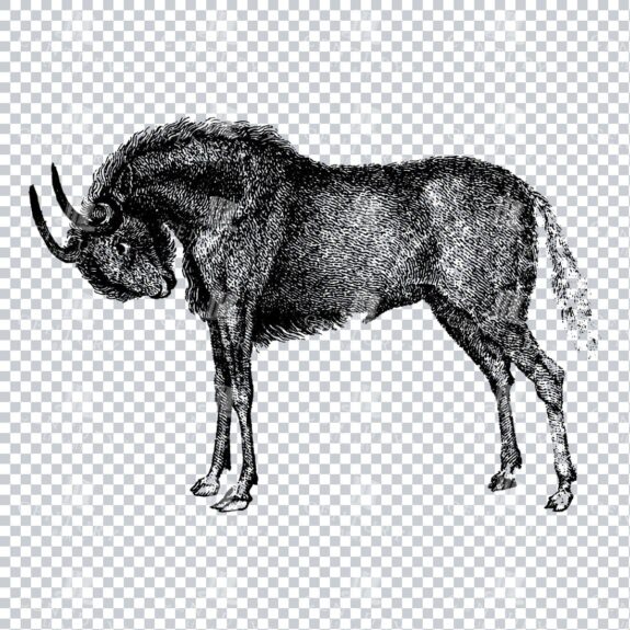 Vintage Line Art Illustration of a Gnu (Wildebeest)