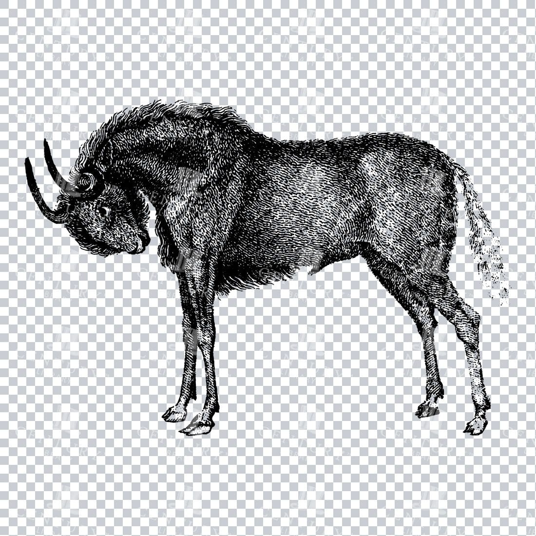 Vintage Line Art Illustration of a Gnu (Wildebeest)