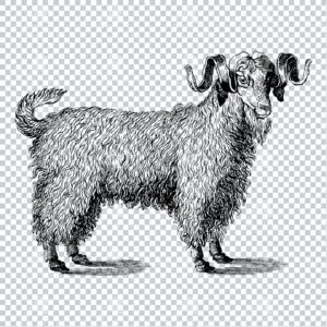 Vintage Line Art Engraving of a Goat No.1