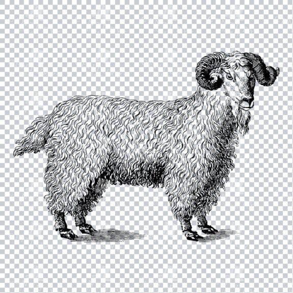 Vintage Line Art Engraving of a Goat No.2