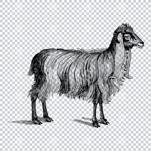 Vintage Line Art Engraving of a Goat No.3