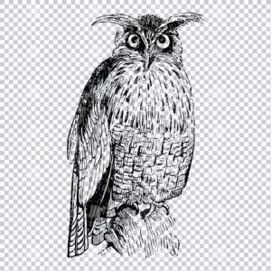 Line Art Drawing of a Golden Eagle Owl Perched