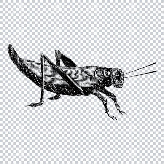 Vintage Clip Art Drawing of a Grasshopper Insect