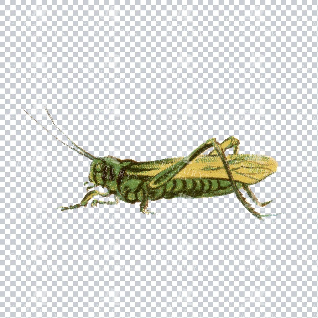 Vintage Colour Illustrations of a Green Grasshopper