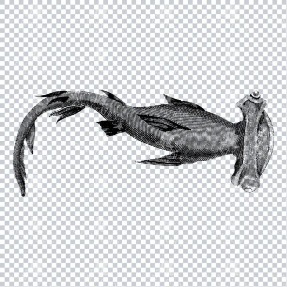 Sealife - Black and White Engraving of a Hammerhead Shark