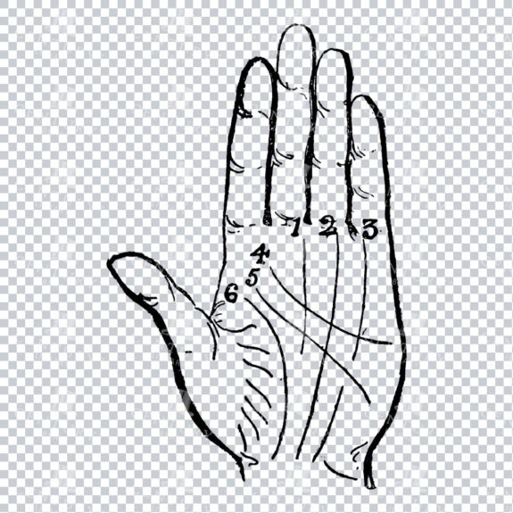 Vintage Palm Reading Illustration - Palm of Hand No.2
