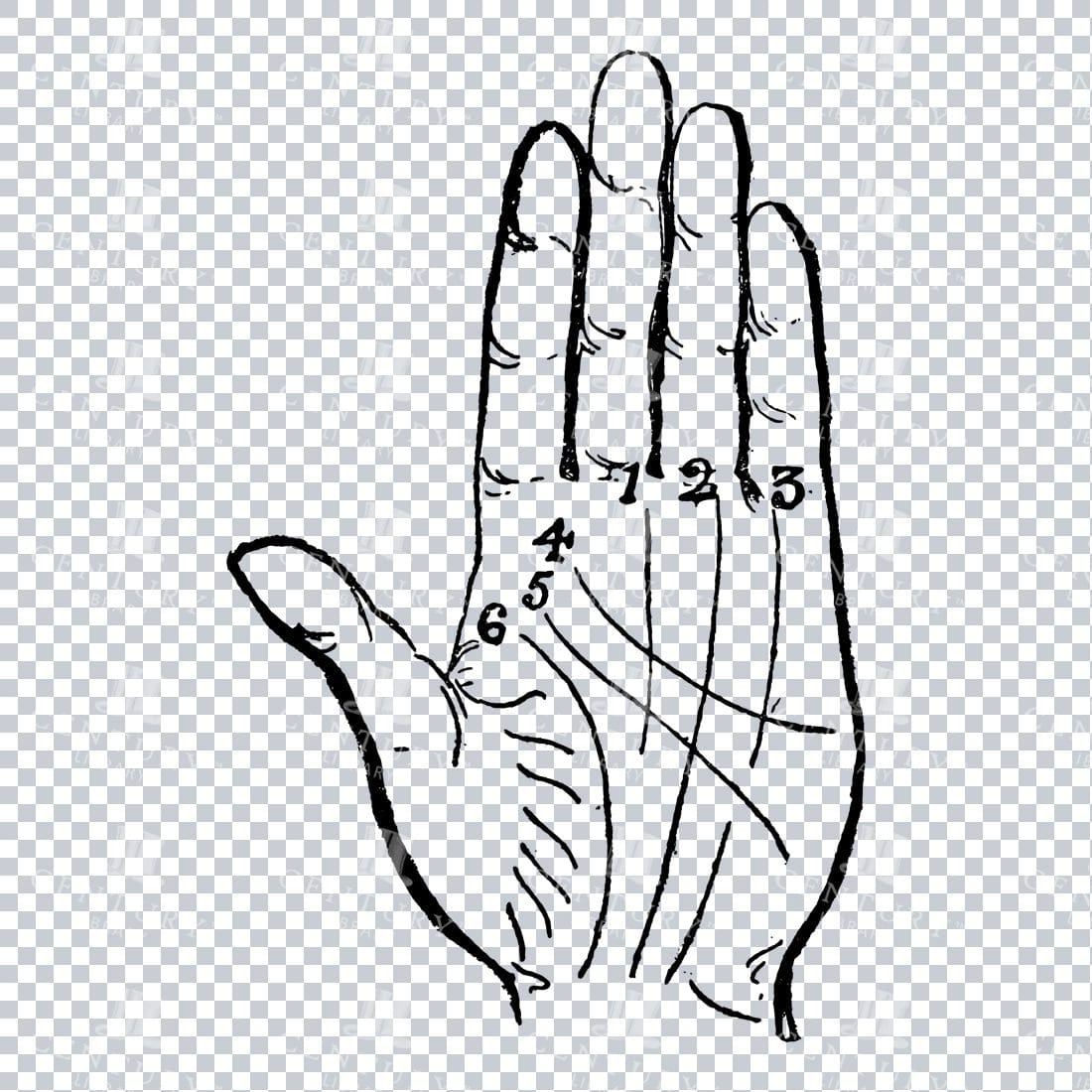 Vintage Palm Reading Illustration - Palm of Hand No.2
