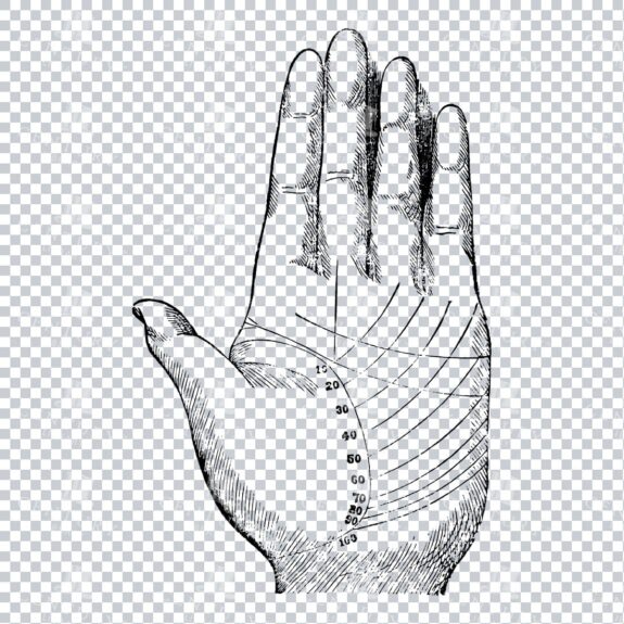 Vintage Palm Reading Illustration - Palm of Hand No.4