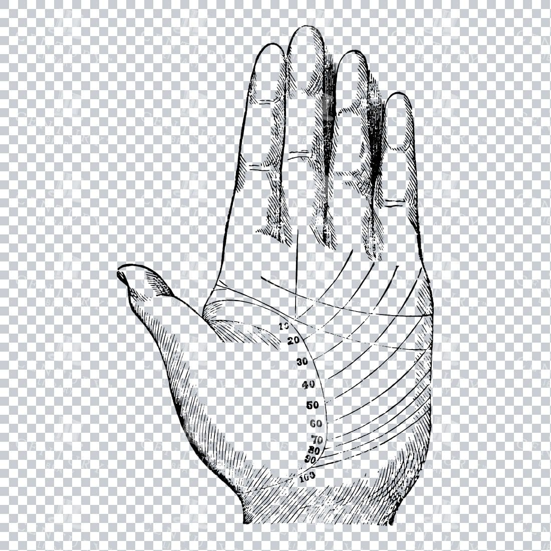 Vintage Palm Reading Illustration - Palm of Hand No.4