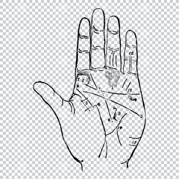 Vintage Palm Reading Illustration - Palm of Hand No.6