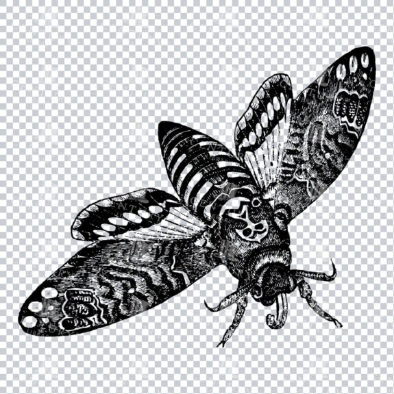 Wildlife Illustration - Insect - Death Moth