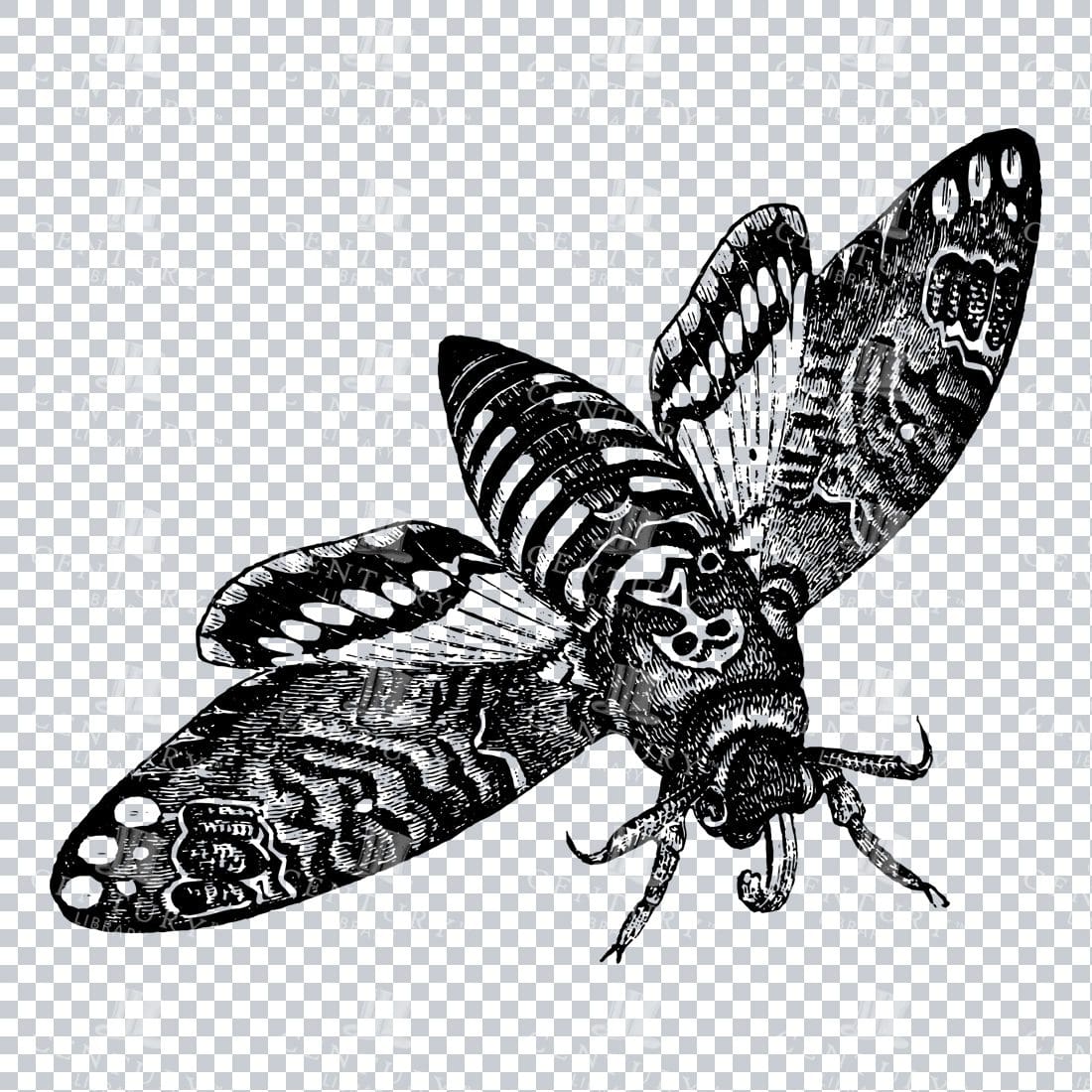 Wildlife Illustration - Insect - Death Moth