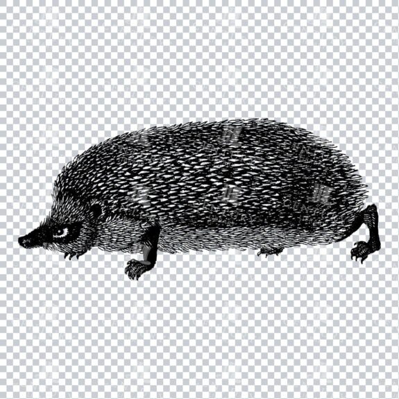 Antique Engraving of a Hedgehog