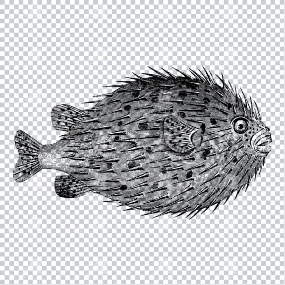Antique Engraving of a Hedgehog Fish